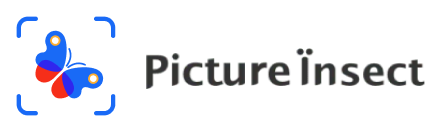 Picture Insect logo