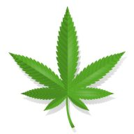 WeedTalk logo