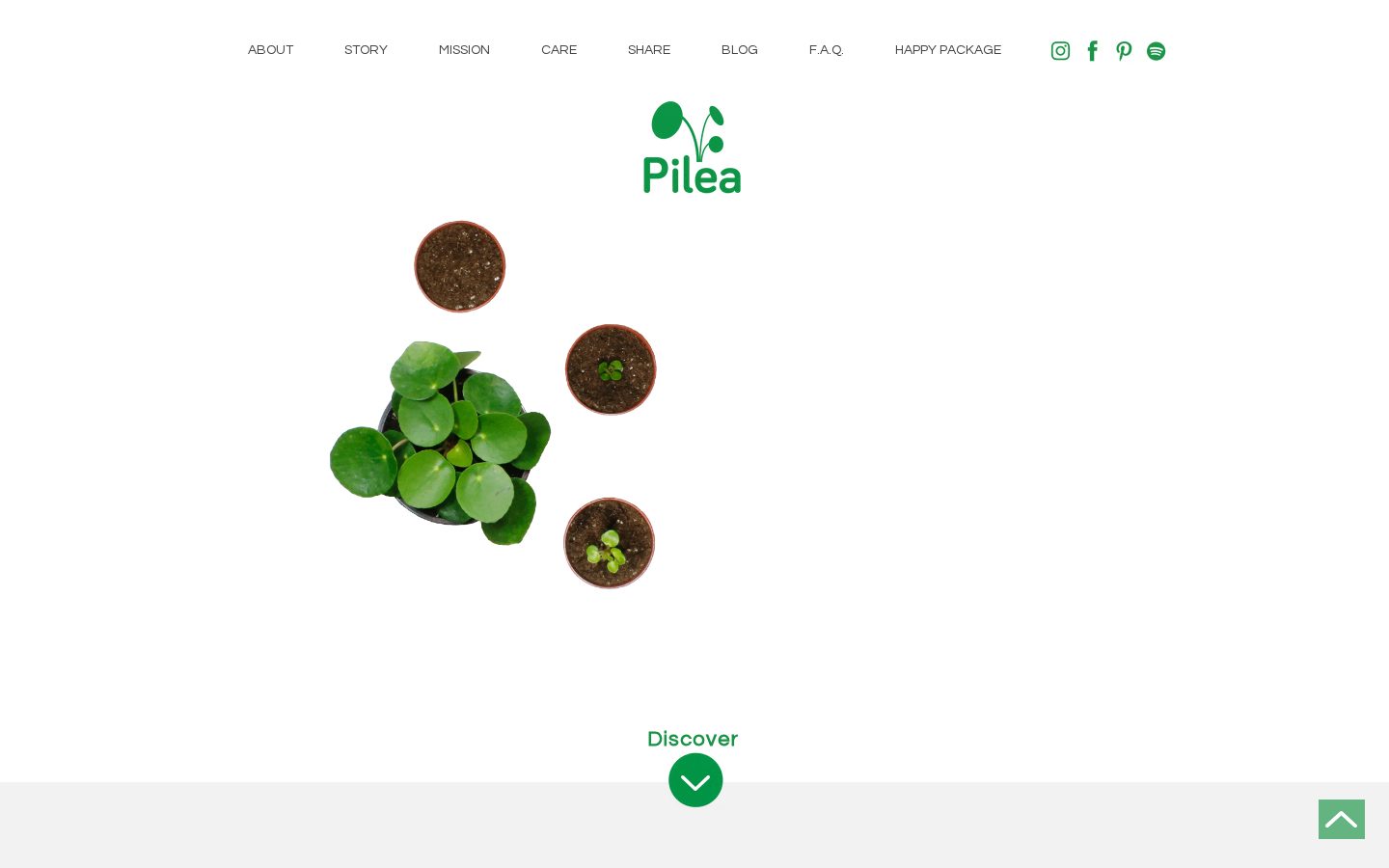 Pilea Homepage