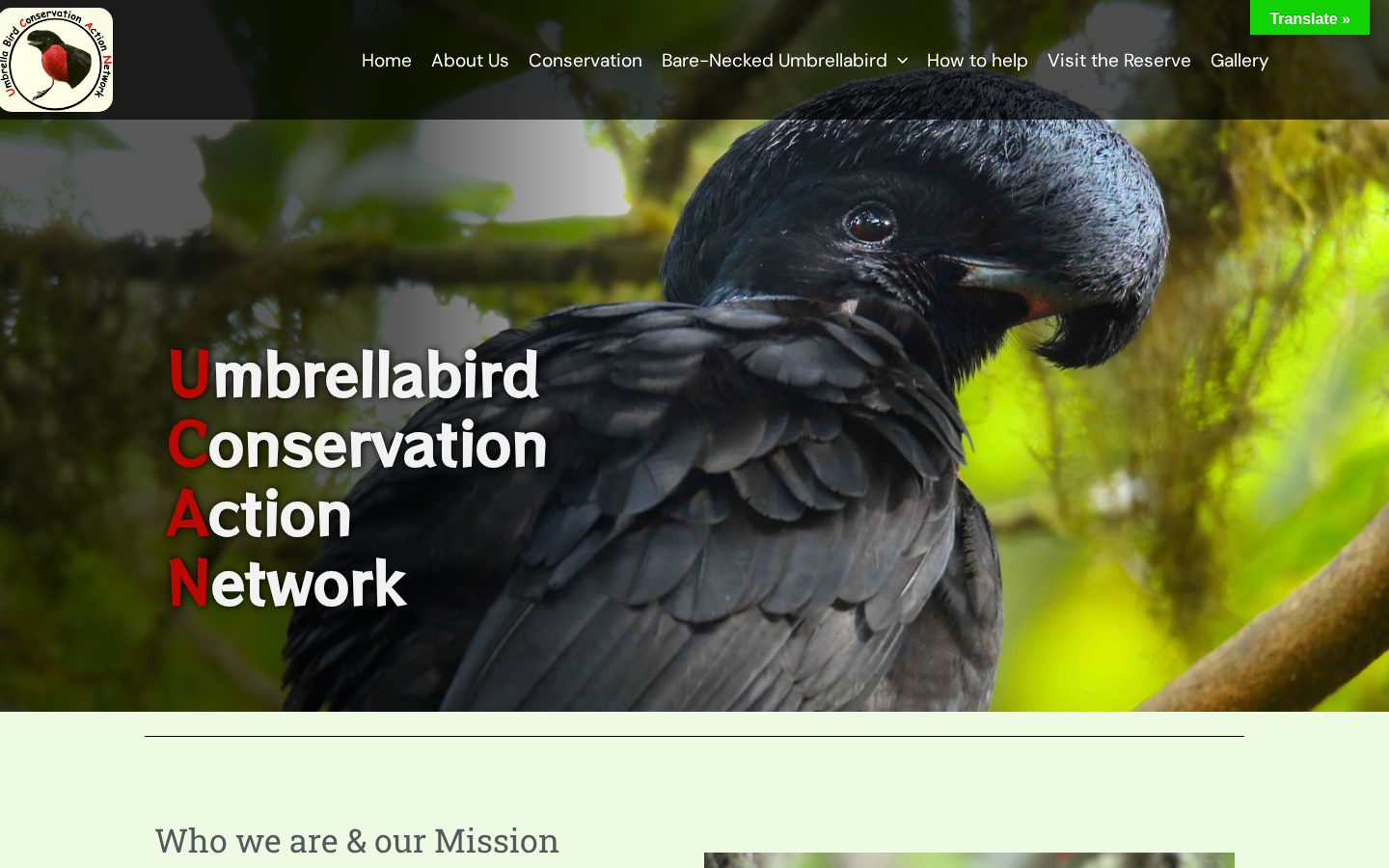 Umbrellabird Homepage